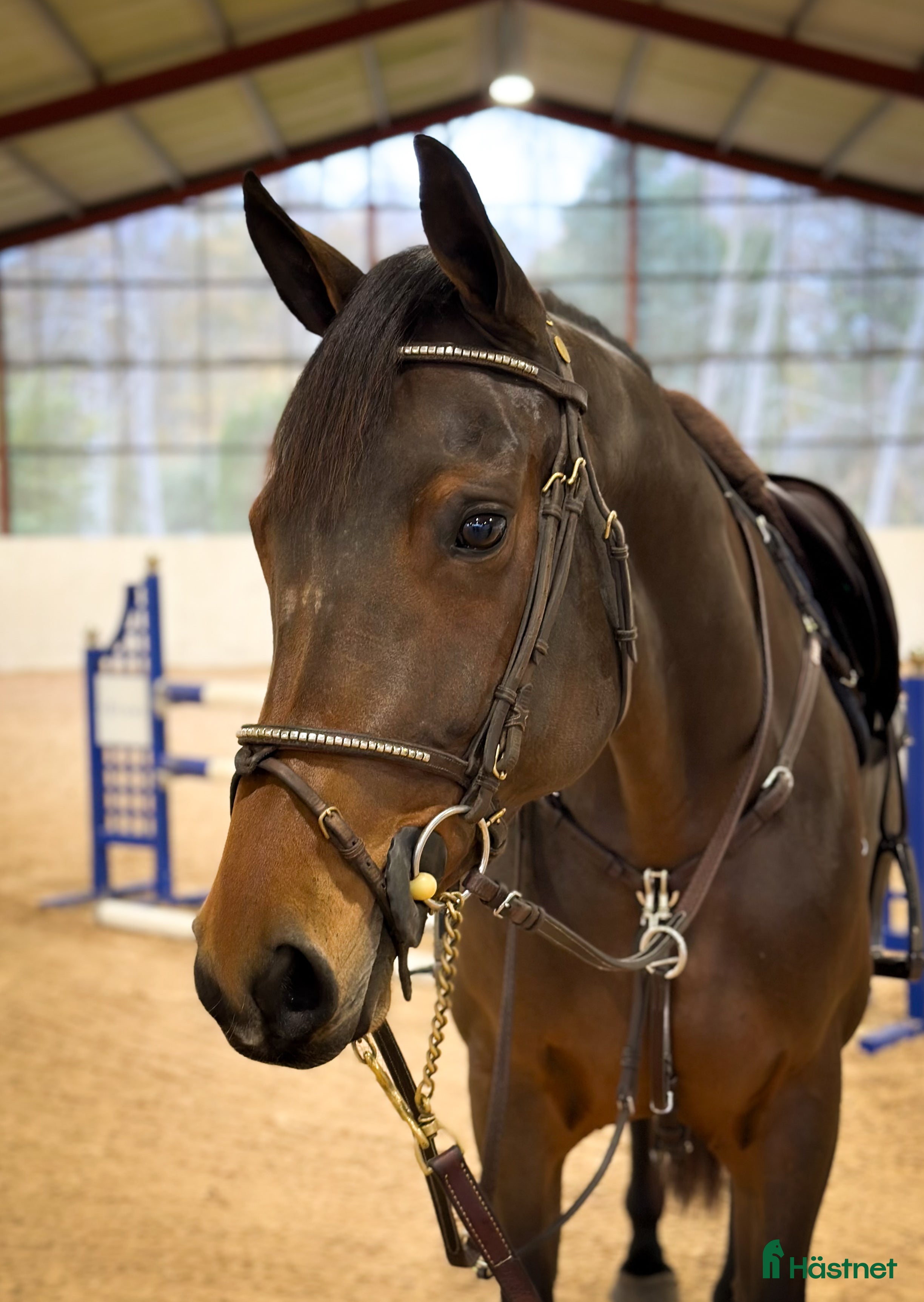  hästar Sto med mycket motor i Kungsängen - Annons 3