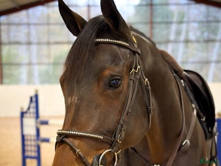 hästar Sto med mycket motor i Kungsängen - Annons 5