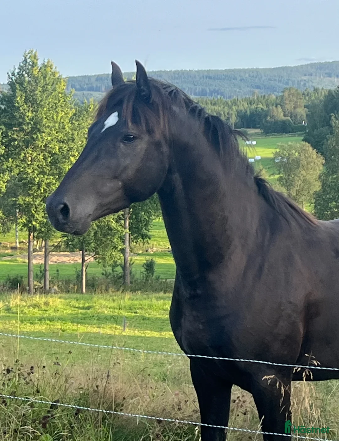 Hoppning hästar till salu: Lovande ungponny, e. Converse All star  - Annons 2