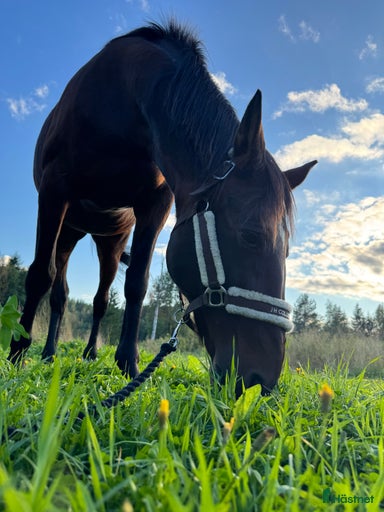 Galleribild {{count}}