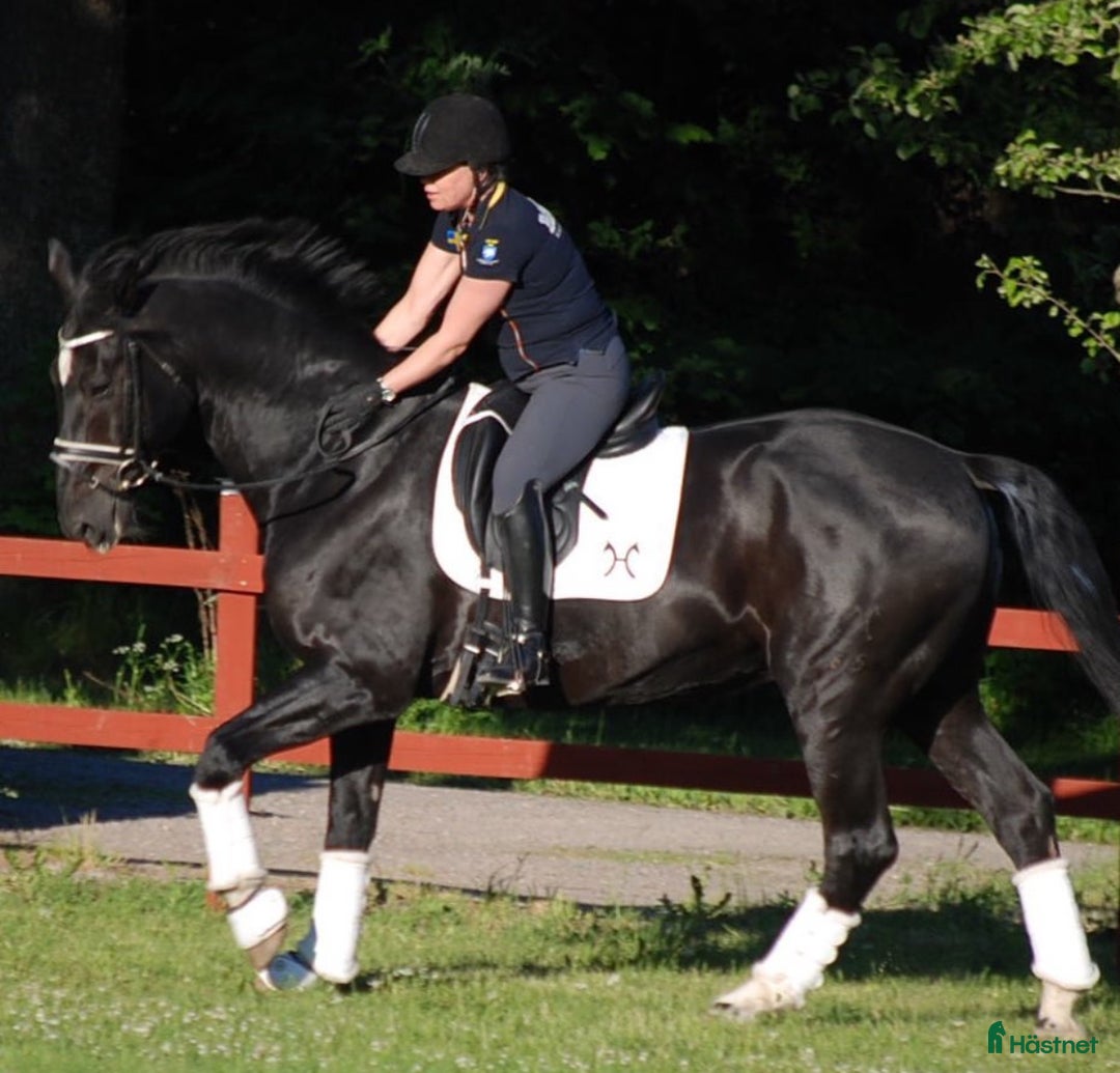 Sadlar hästutrustning till salu: Svart Antares Cadence i Täby - Annons 1