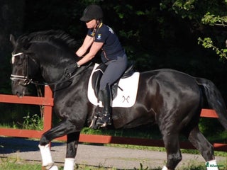 Sadlar hästutrustning till salu: Svart Antares Cadence i Täby - Annons 18