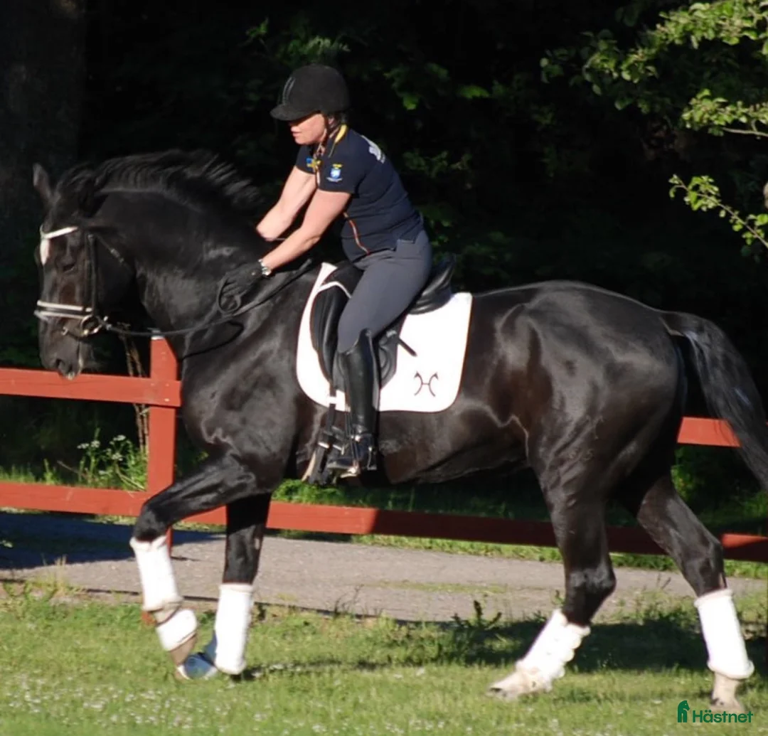 Sadlar hästutrustning till salu: Svart Antares Cadence i Täby - Annons 1