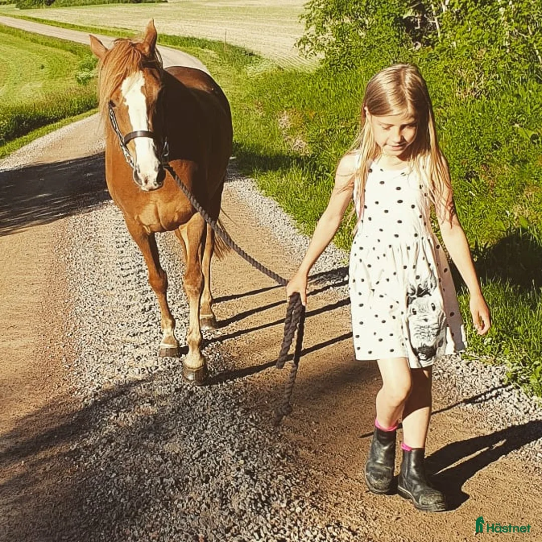 Allround hästar till salu: Intressekoll! Scilla söker sin nya lilla ryttare❤️ i Ljungsbro - Annons 8