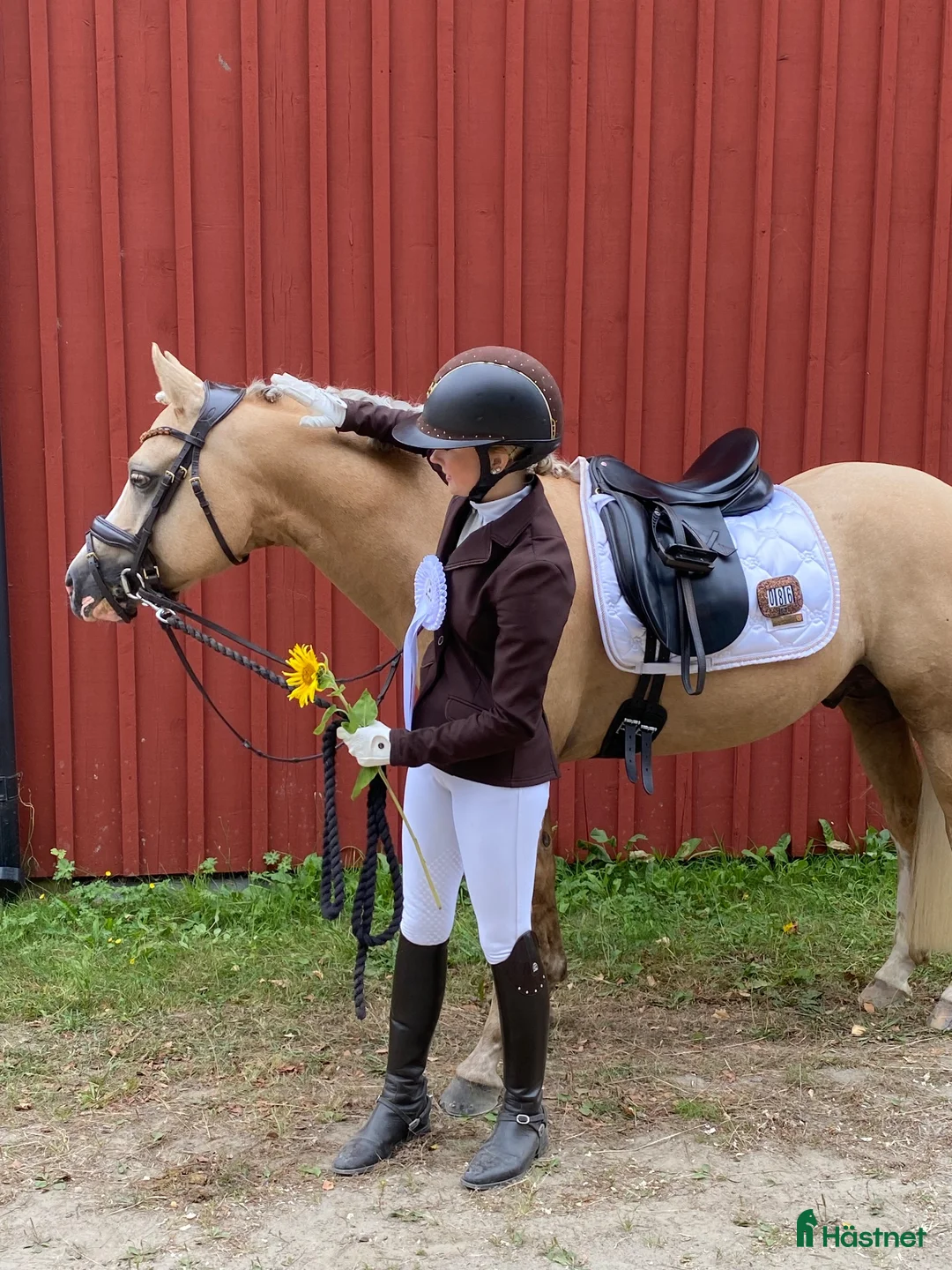 Dressyr hästar till salu: Rosettplockare med hjärta av guld!💛  - Annons 6