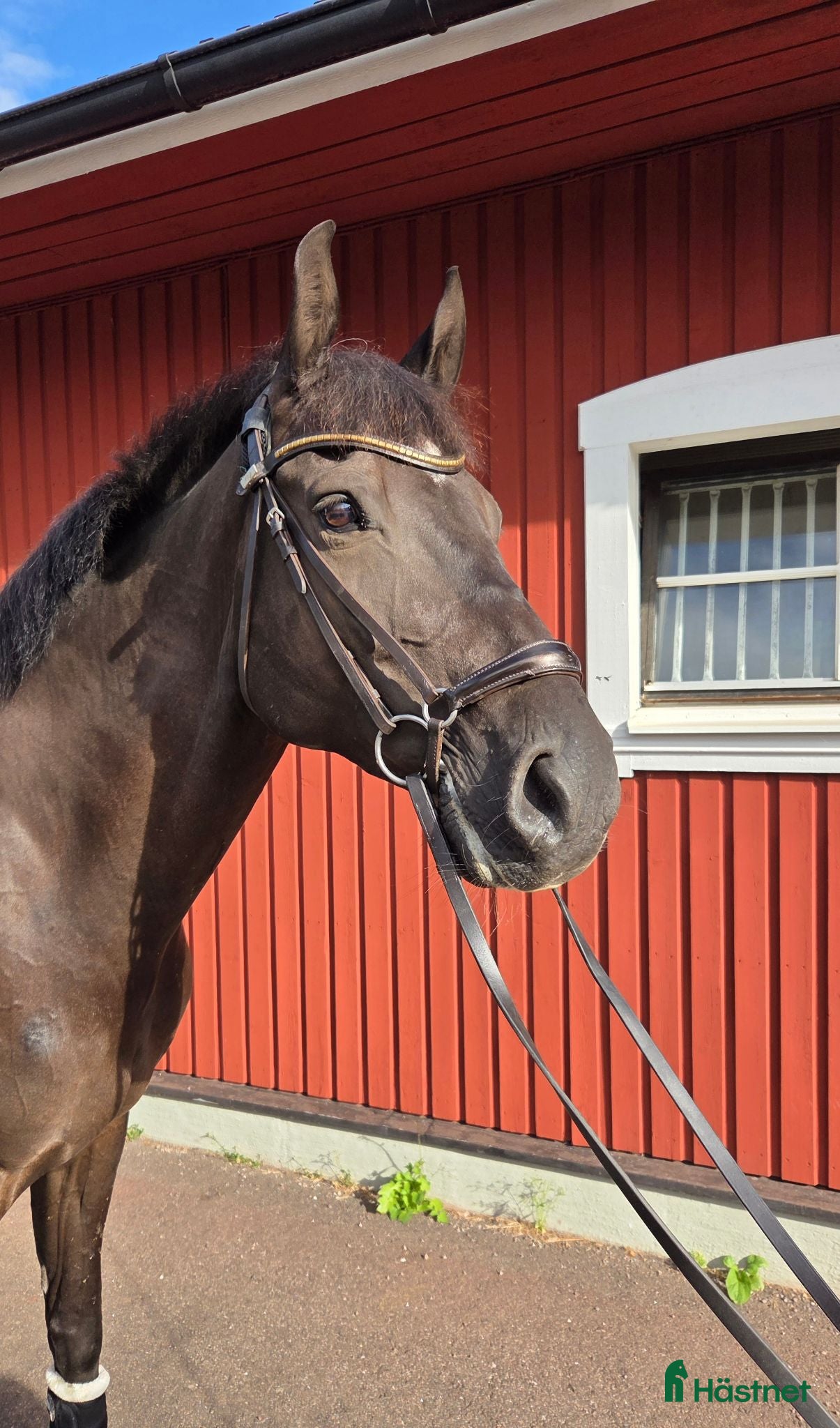  hästar Lovande och arbetsvillig valack e. Mr Vain GJ!  - Annons 18