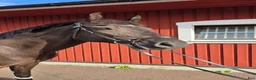 Allround hästar till salu: Lovande och arbetsvillig valack e. Mr Vain GJ!  i Boxholm - Annons 1