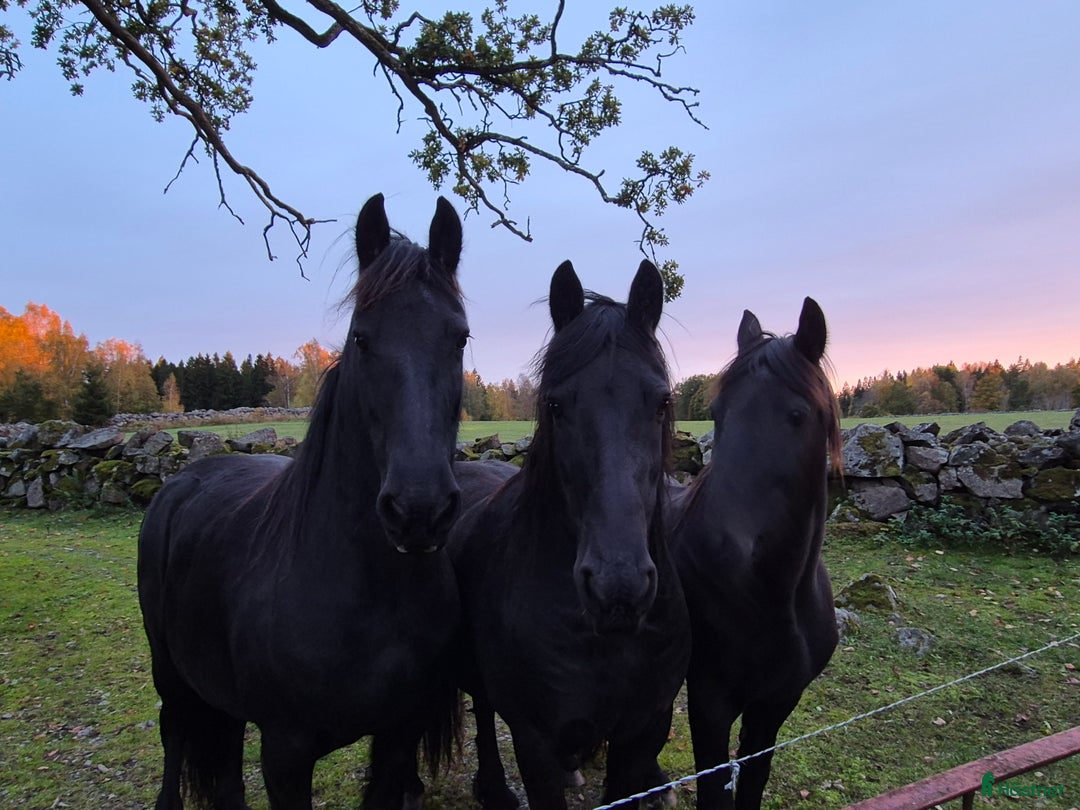 Allround hästar till salu: 2 frieserston i Torsås - Annons 6