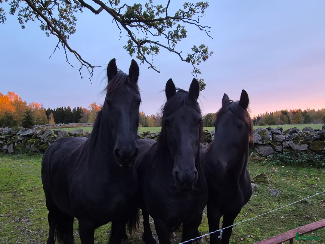 Allround hästar till salu: 2 frieserston i Torsås - Annons 6