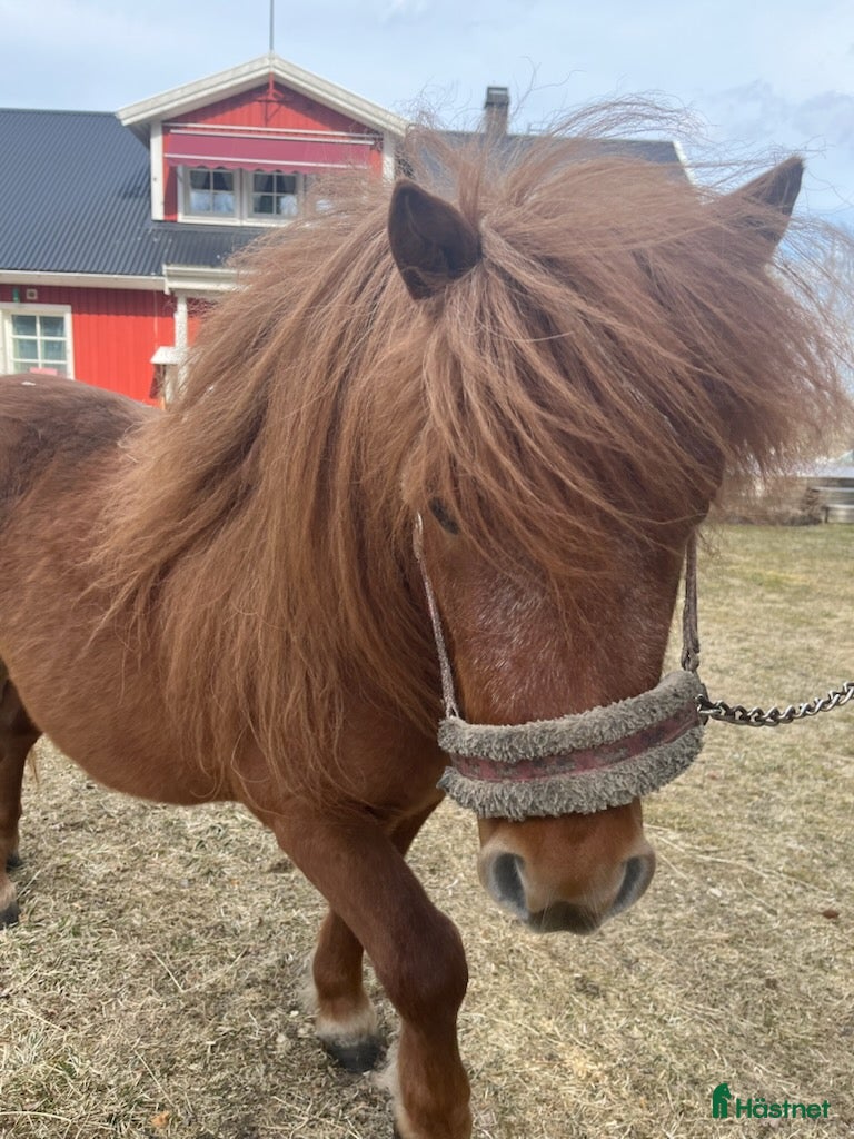  hästar 2 vackra shetlandsponnys.  - Annons 1