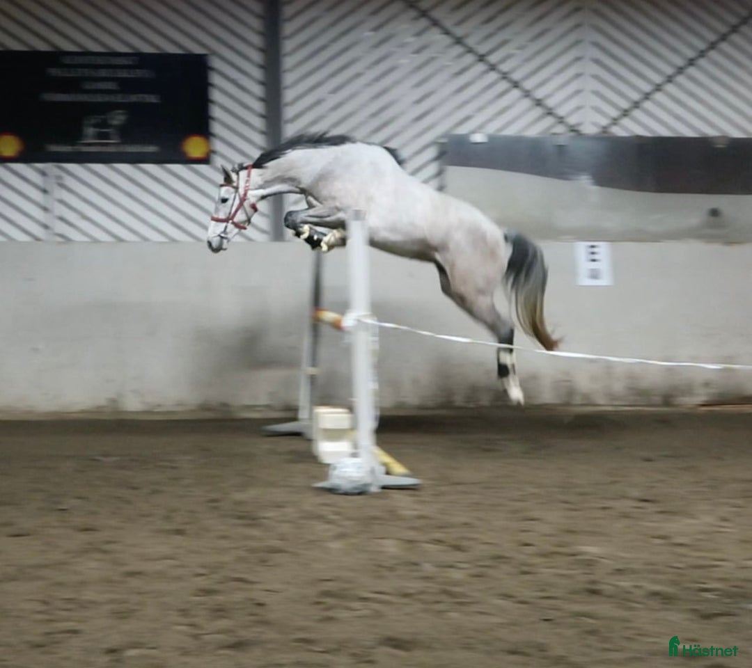 Hoppning hästar till salu: ⭐️ SWB-sto med alla förutsättningar ⭐️ i Sundsvall - Annons 4