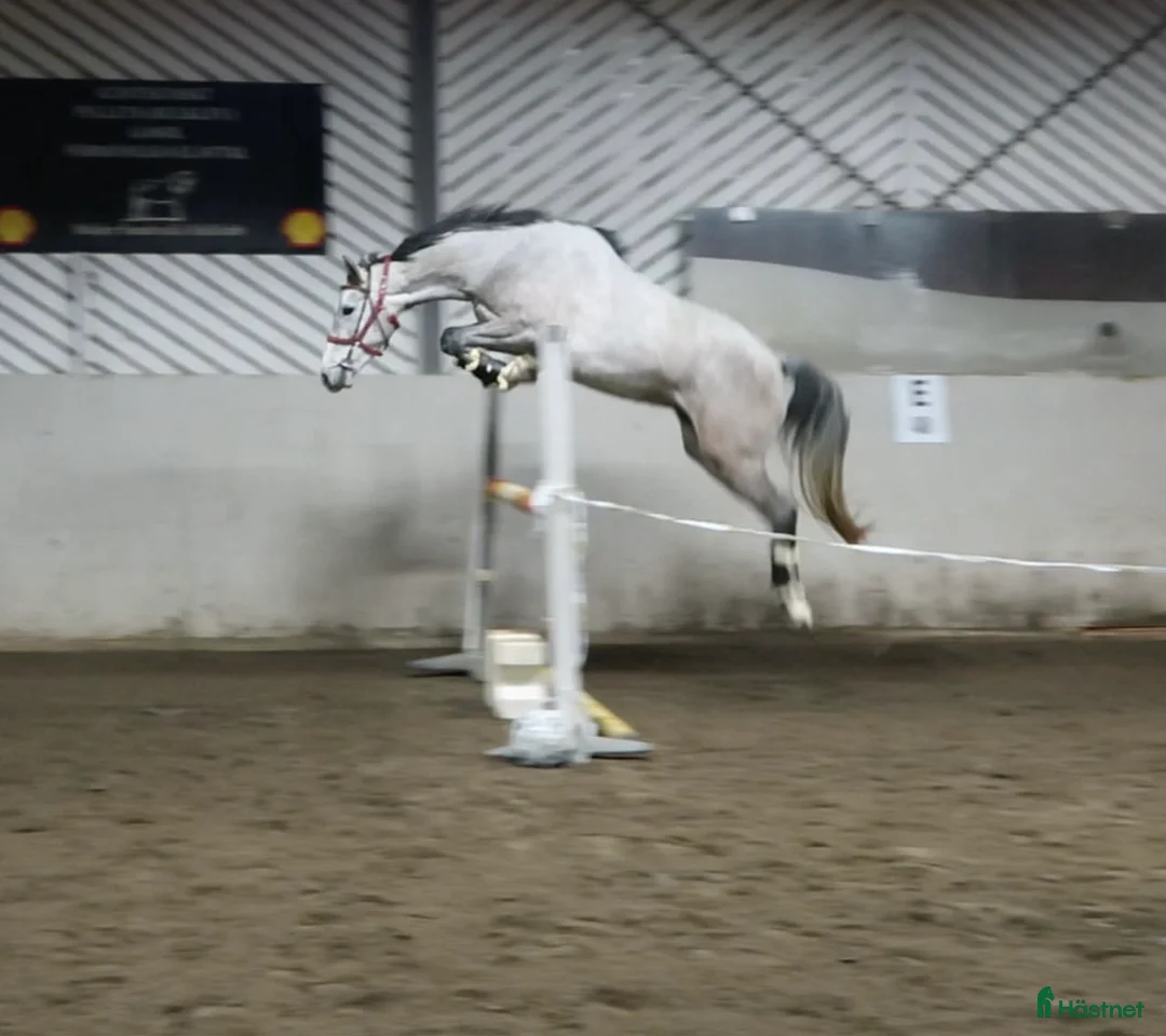 Hoppning hästar till salu: ⭐️ SWB-sto med alla förutsättningar ⭐️ i Kovland - Annons 4