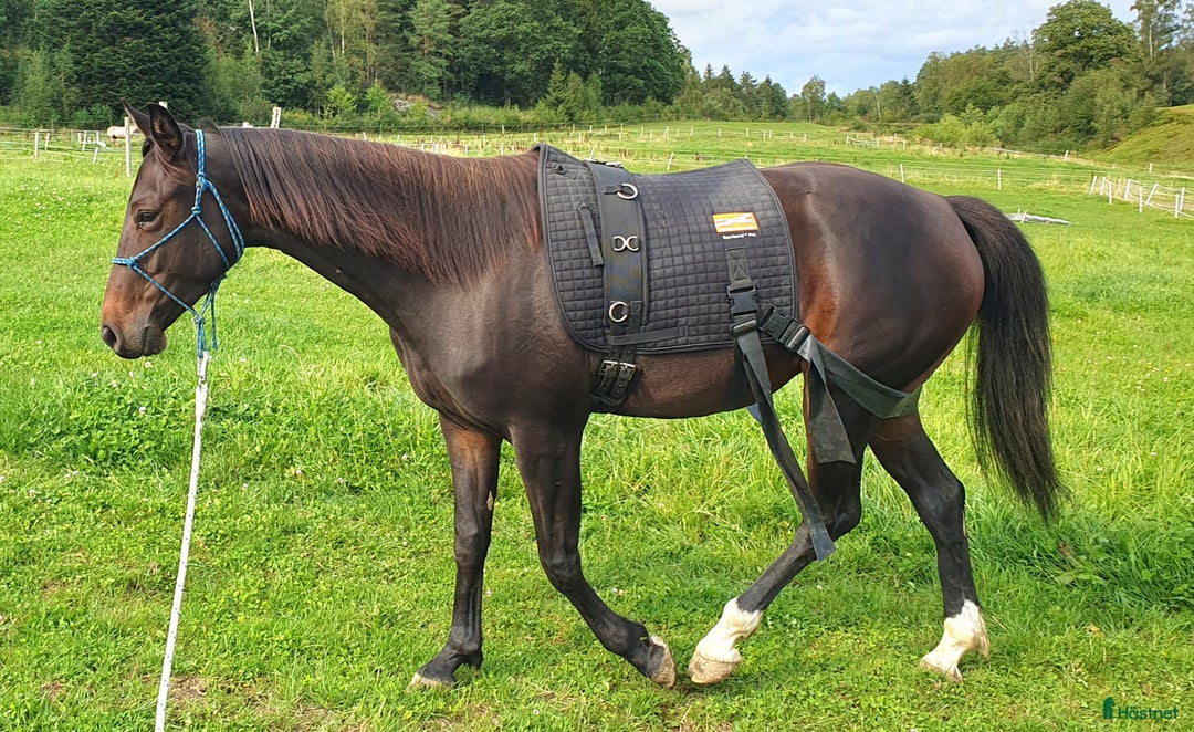 Allround hästar till salu: Hon blir vad du gör henne till i Kungsäter - Annons 2