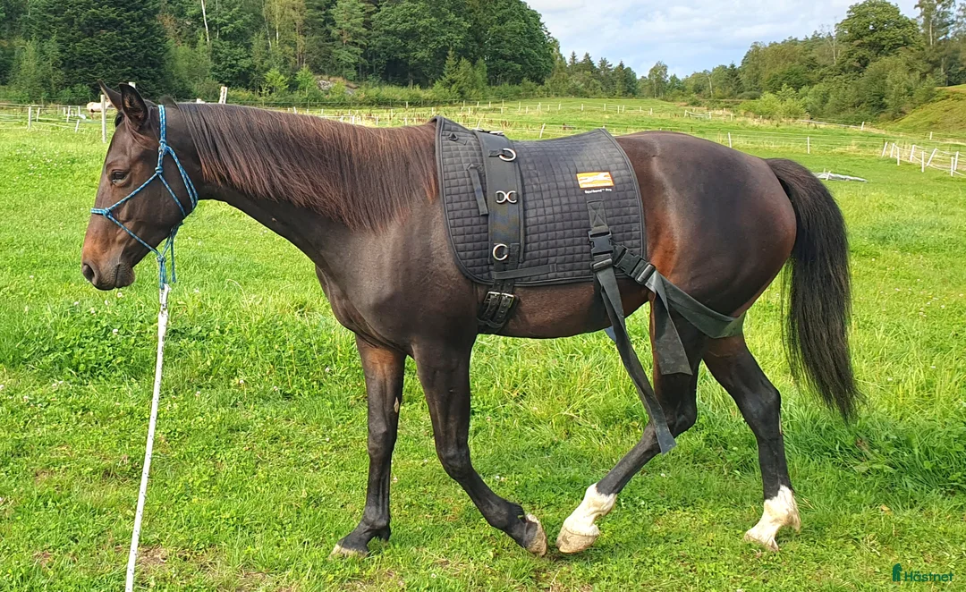 Allround hästar till salu: Hon blir vad du gör henne till i Kungsäter - Annons 2