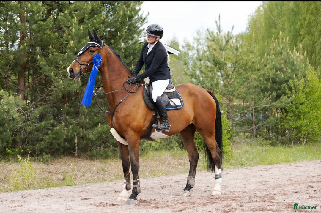 Hoppning hästar till salu: Hopp/fälttävlanshäst med allt man söker! 🌟 i Rättvik - Annons 3
