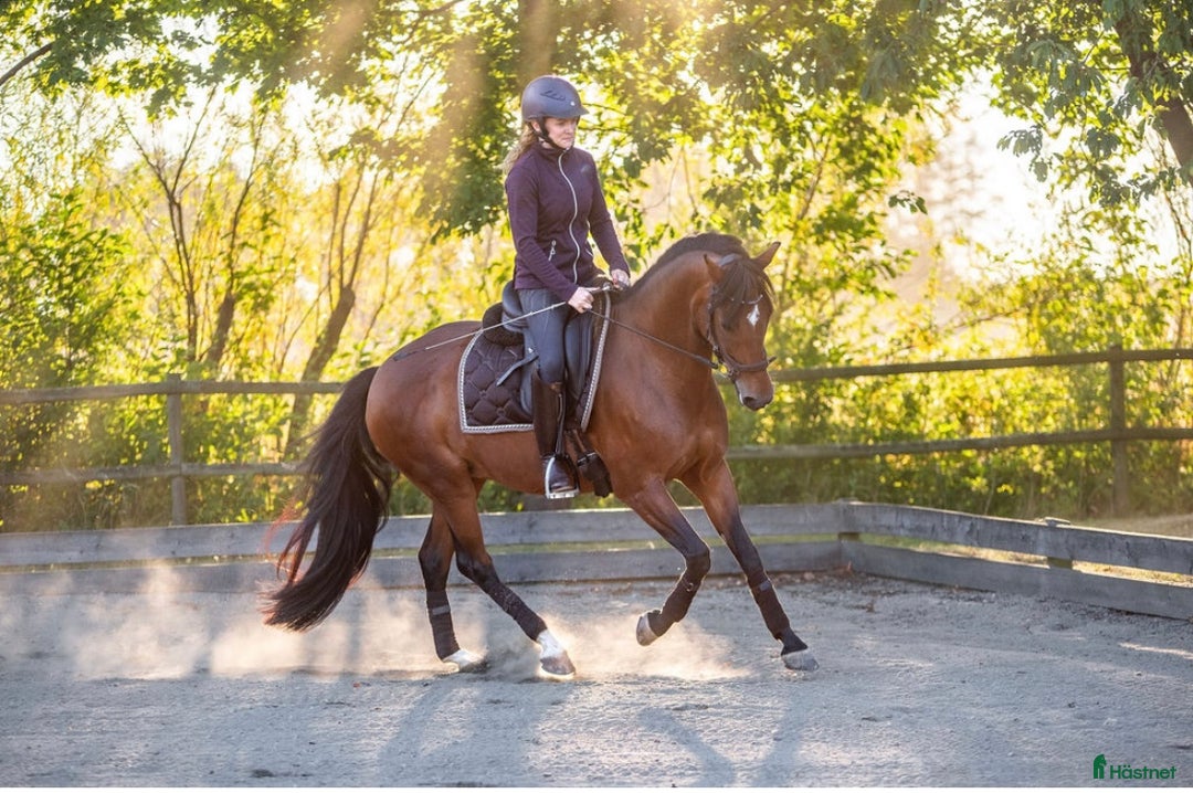 Dressyr hästar till salu: Lovande FEI-ponny i Lund - Annons 6