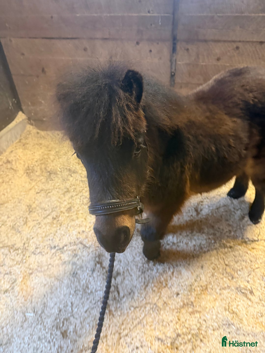 Allround hästar till salu: Lovande bruksponny i Vollsjö - Annons 4