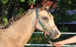 Allround hästar till salu: *Reserverad* Elegant Welsh Cob Stoföl i Hoting - Bild 3