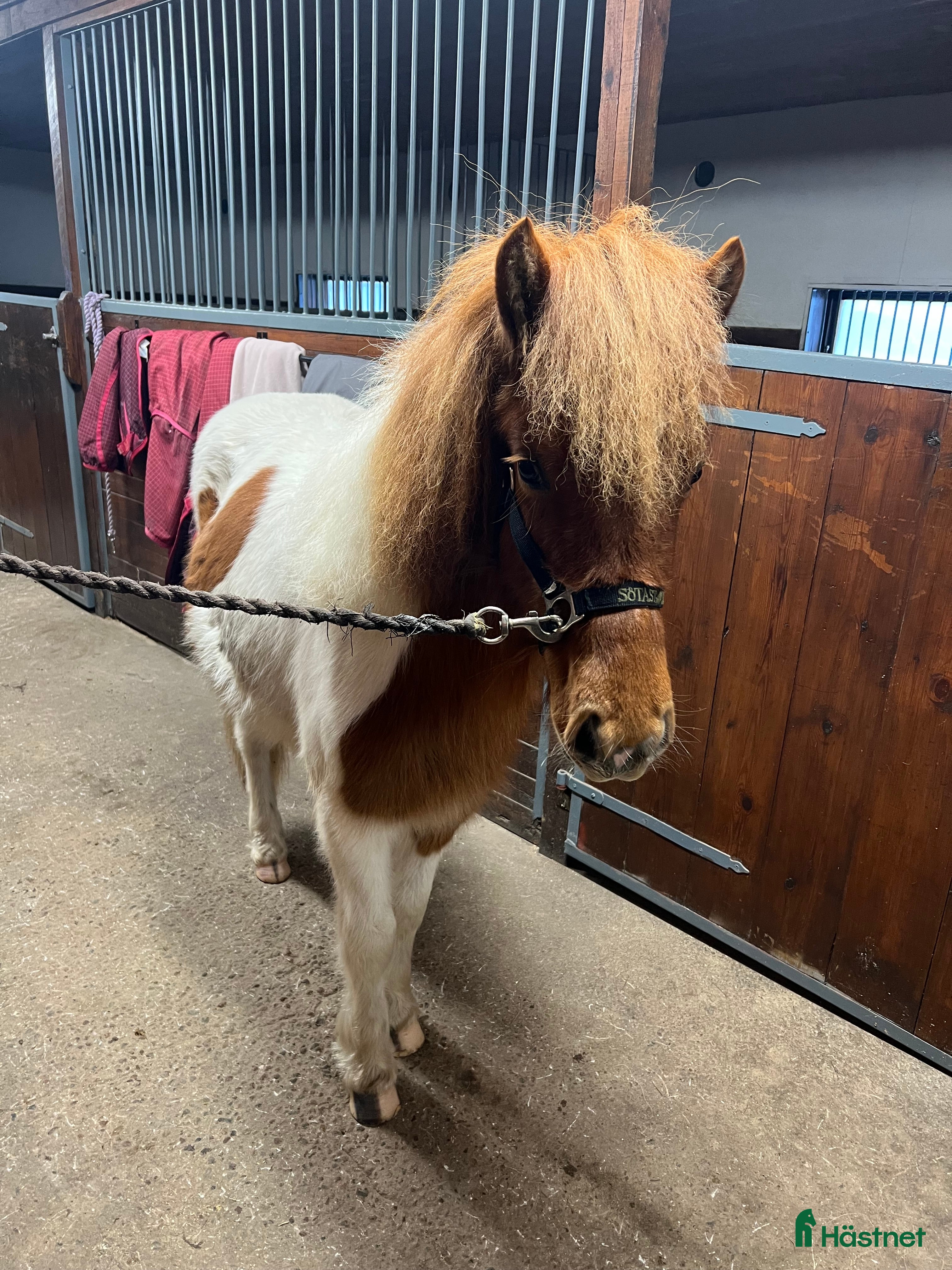  hästar Fint sto född -2024 - Annons 6