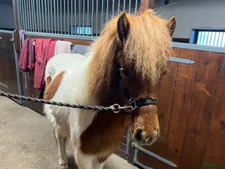 hästar Fint sto född -2024 - Annons 6