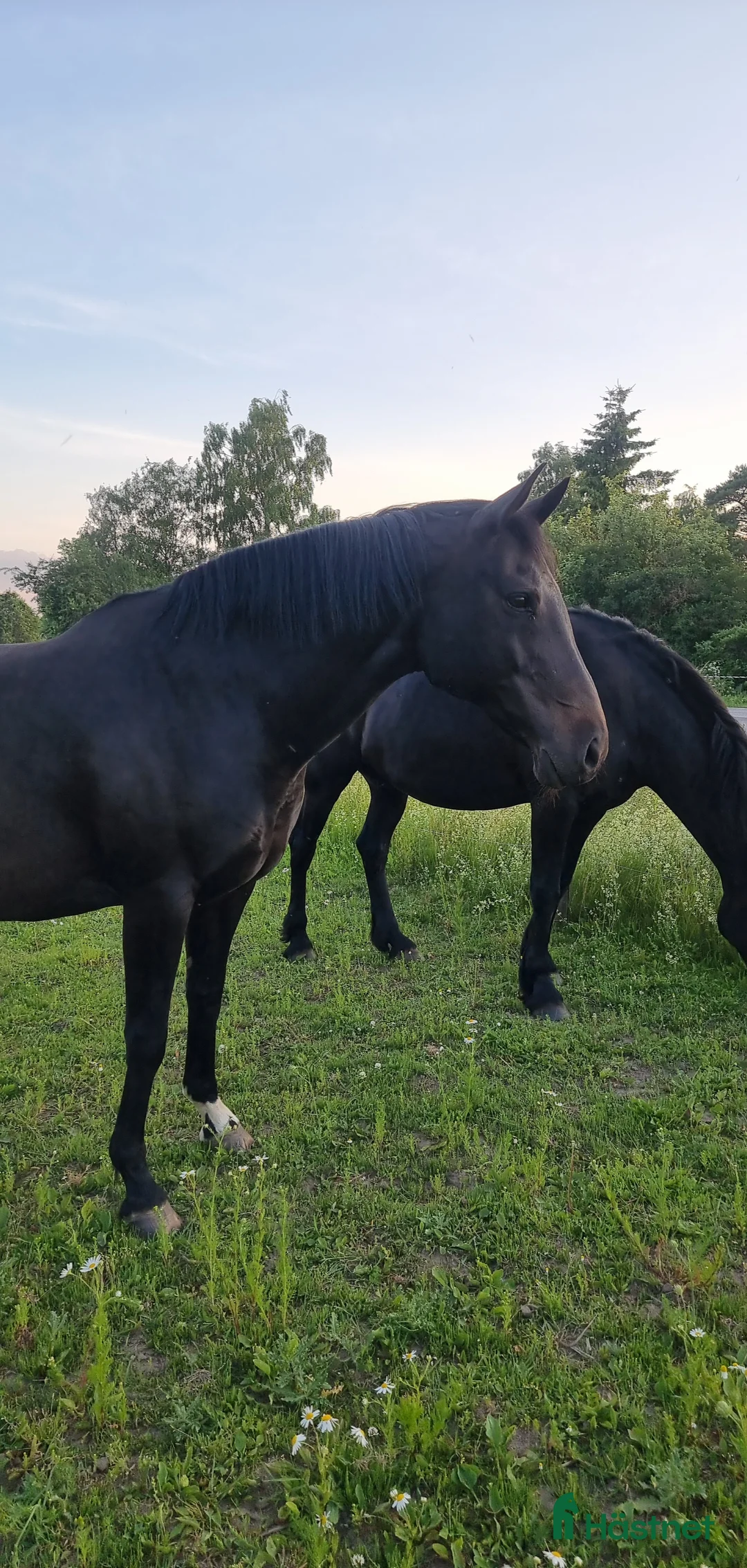 Allround hästar till salu: Sto med enorm personlighet - Annons 2