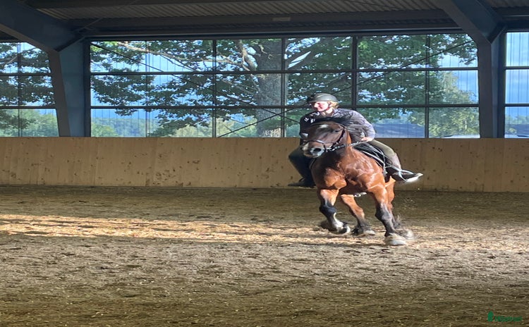  stallplats i Nykvarn - Annons 9