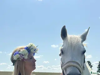 medryttarhäst finnes: Liten storhäst söker medryttare utanför Hörby - Annons 4