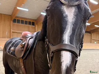 hästar Trevlig allroundhäst - Annons 1