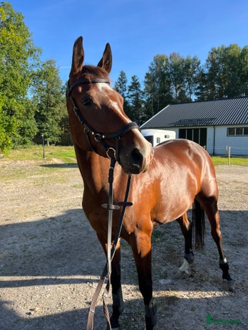 foderhäst i Örebro - Annons 16