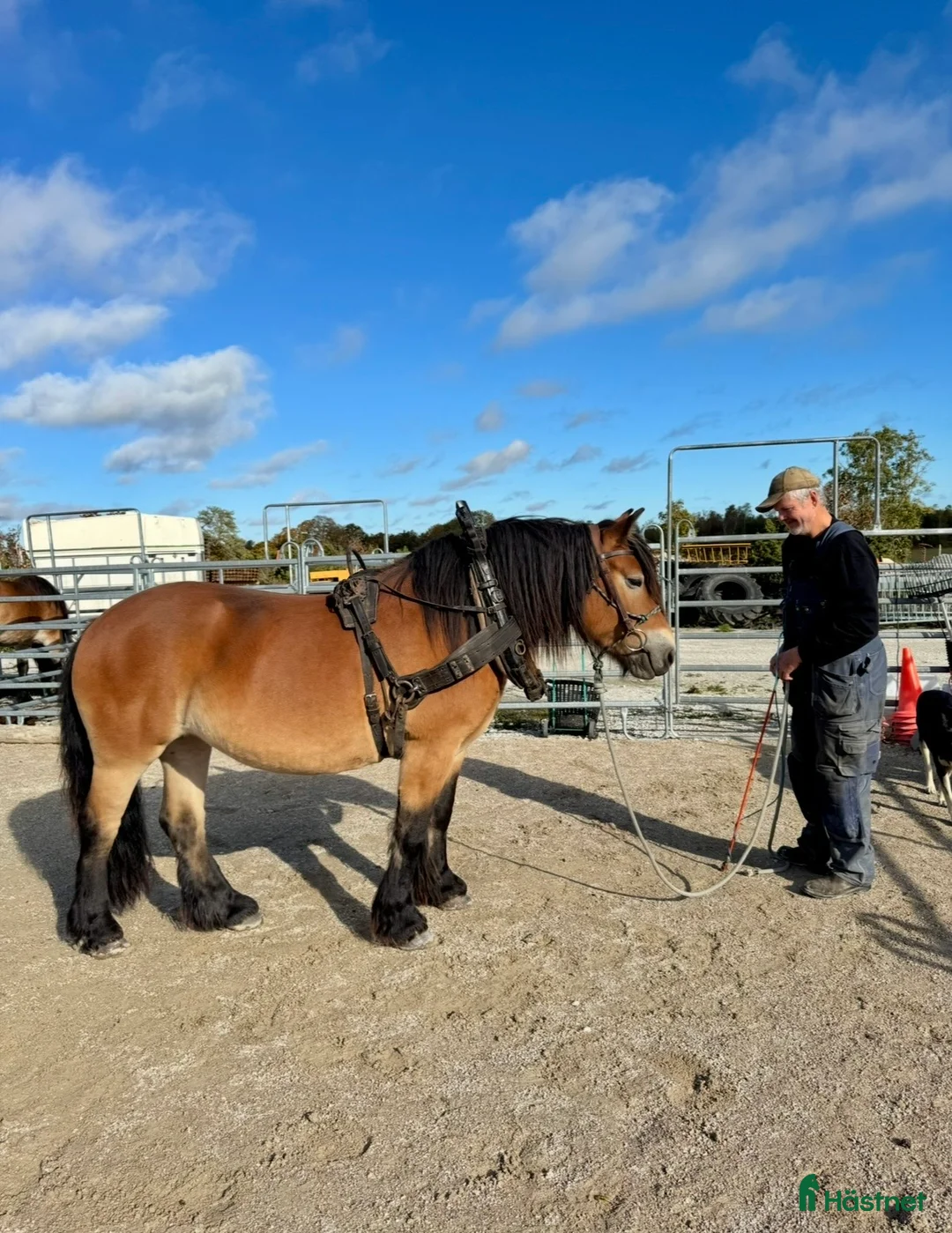 Körning hästar till salu: ES Wega - Sto född 20-20 - Annons 4