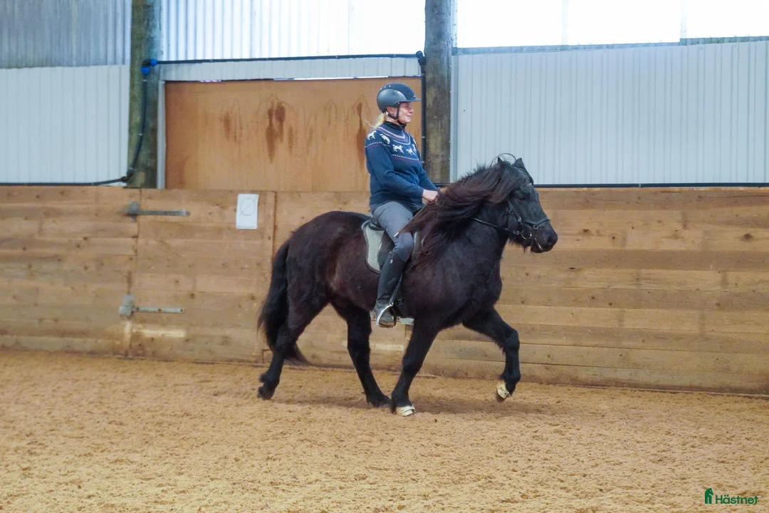 Island hästar till salu: Trevlig, mycket ridbar unghäst i Vessigebro - Annons 3