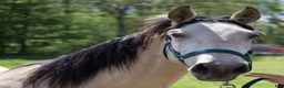 Working Equitation hästar till salu: 3-årig PRE-valack  - Annons 4