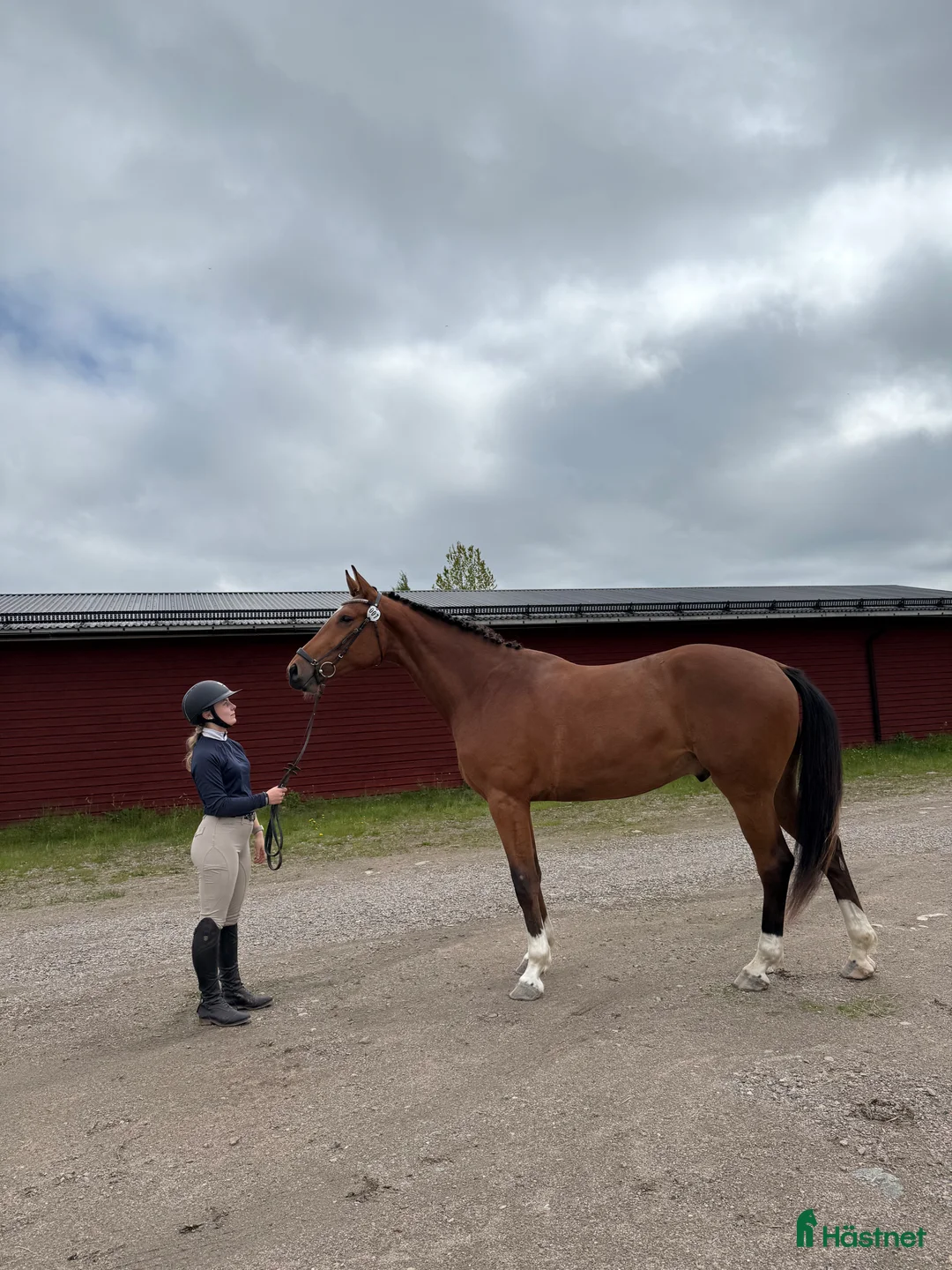 Hoppning hästar till salu: Finaste Victor  i Viksjöfors - Annons 4