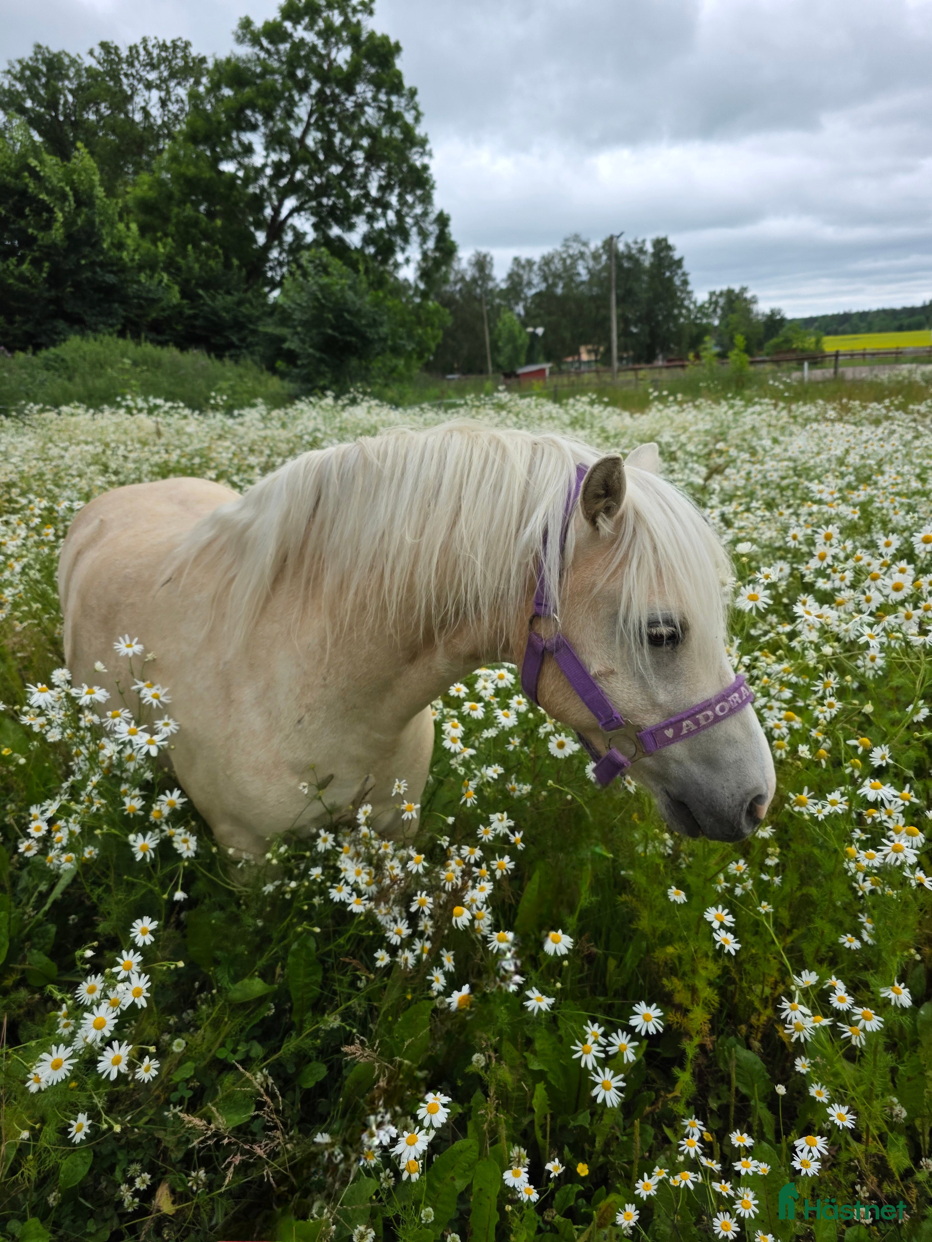  hästservice Sommarplats? - Annons 1