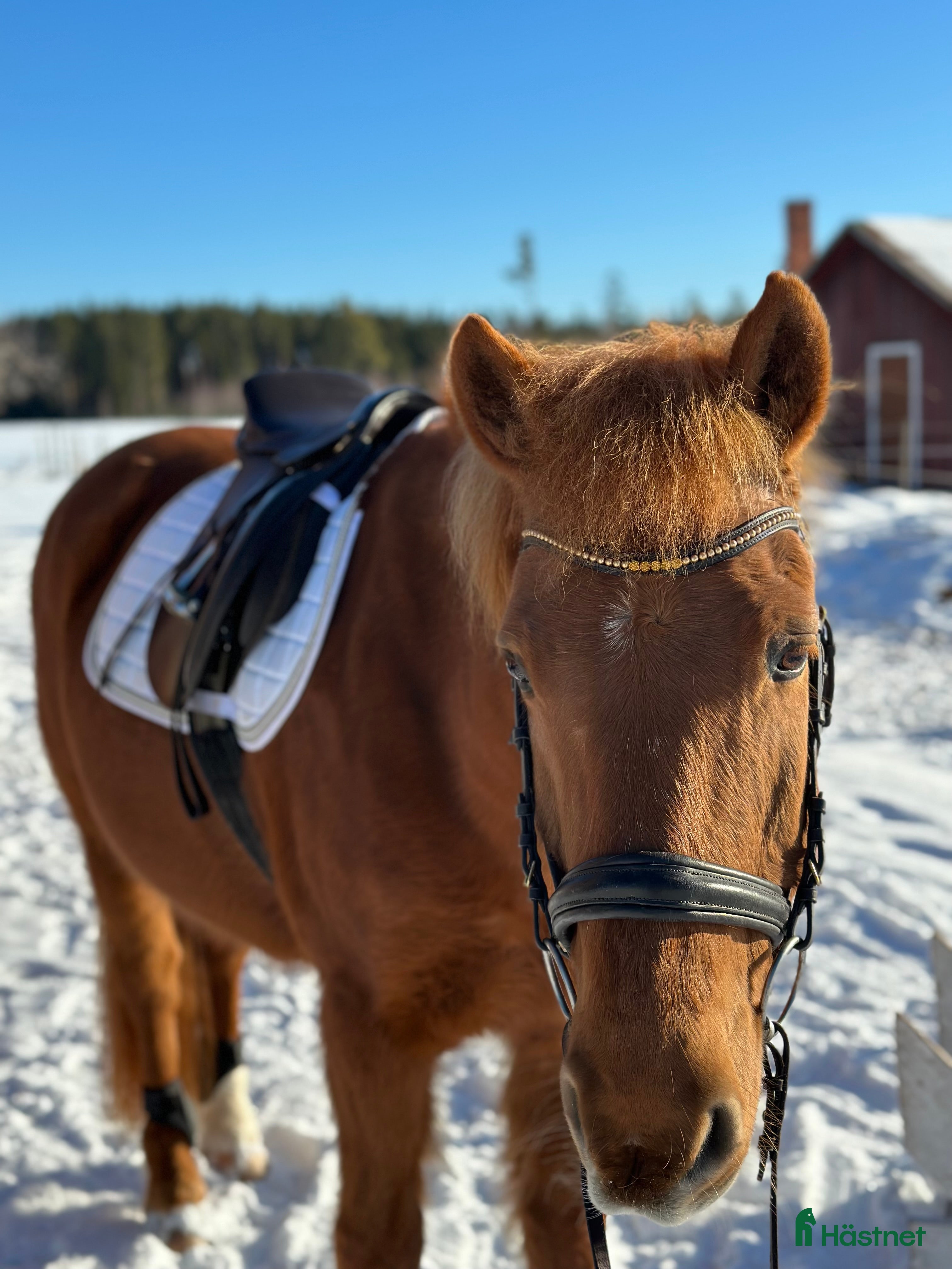  hästar Supersnäll valack söker fodervärd - Annons 17