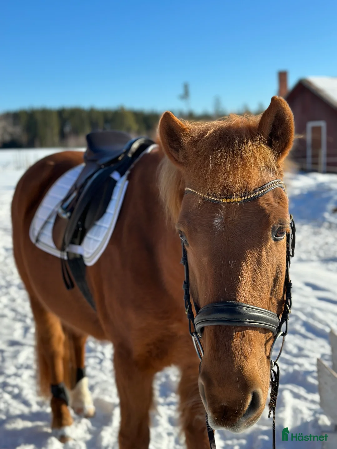 Övrigt hästar till salu: Supersnäll valack söker fodervärd - Annons 1