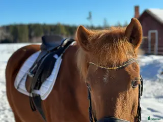 hästar Supersnäll valack söker fodervärd - Annons 17