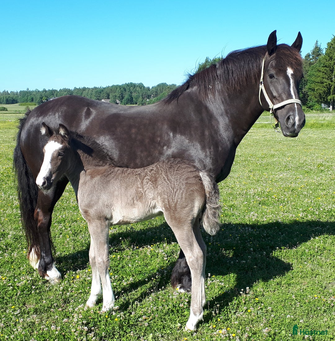 Allround hästar till salu: Sällskap/ Avel/ skogsmulleridning/hobby körning i Säffle - Annons 2