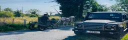 Allround hästar till salu: Ride & Drive gelding  - Annons 6