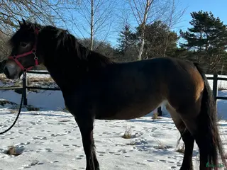 hästar Fölsto e: Horgen Tore dräktig med Ängsborken - Annons 6