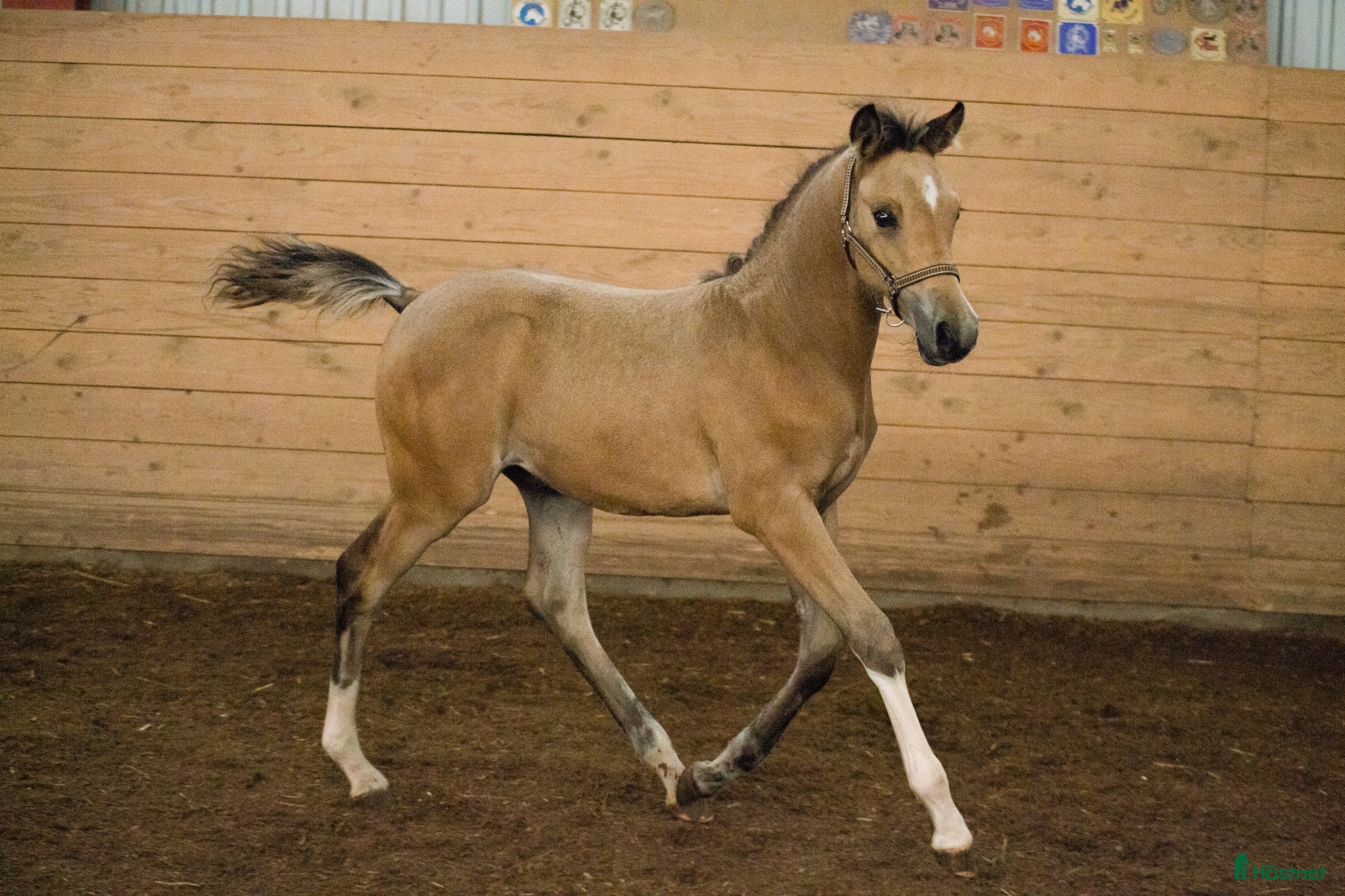  hästar Avelssto kat D sökes - Annons 1