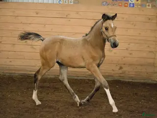 hästar Avelssto kat D sökes - Annons 7