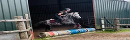 Hoppning hästar till salu: Pumpkin Jack 140cm gelding  - Annons 8