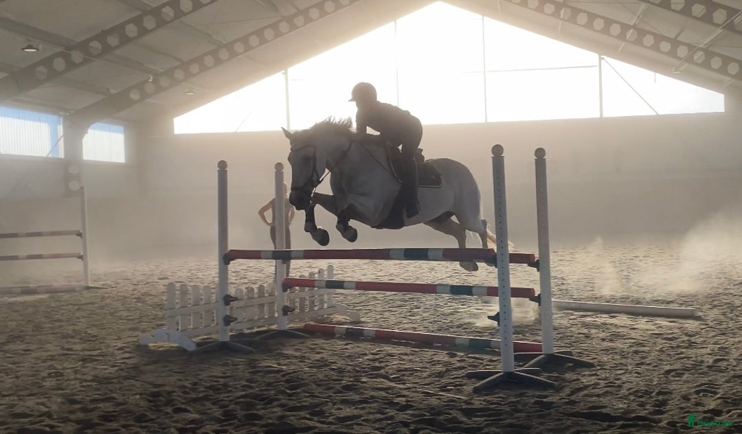 Allround hästar till salu: Självsäker mor- och dotterhäst! i Lidköping - Annons 3