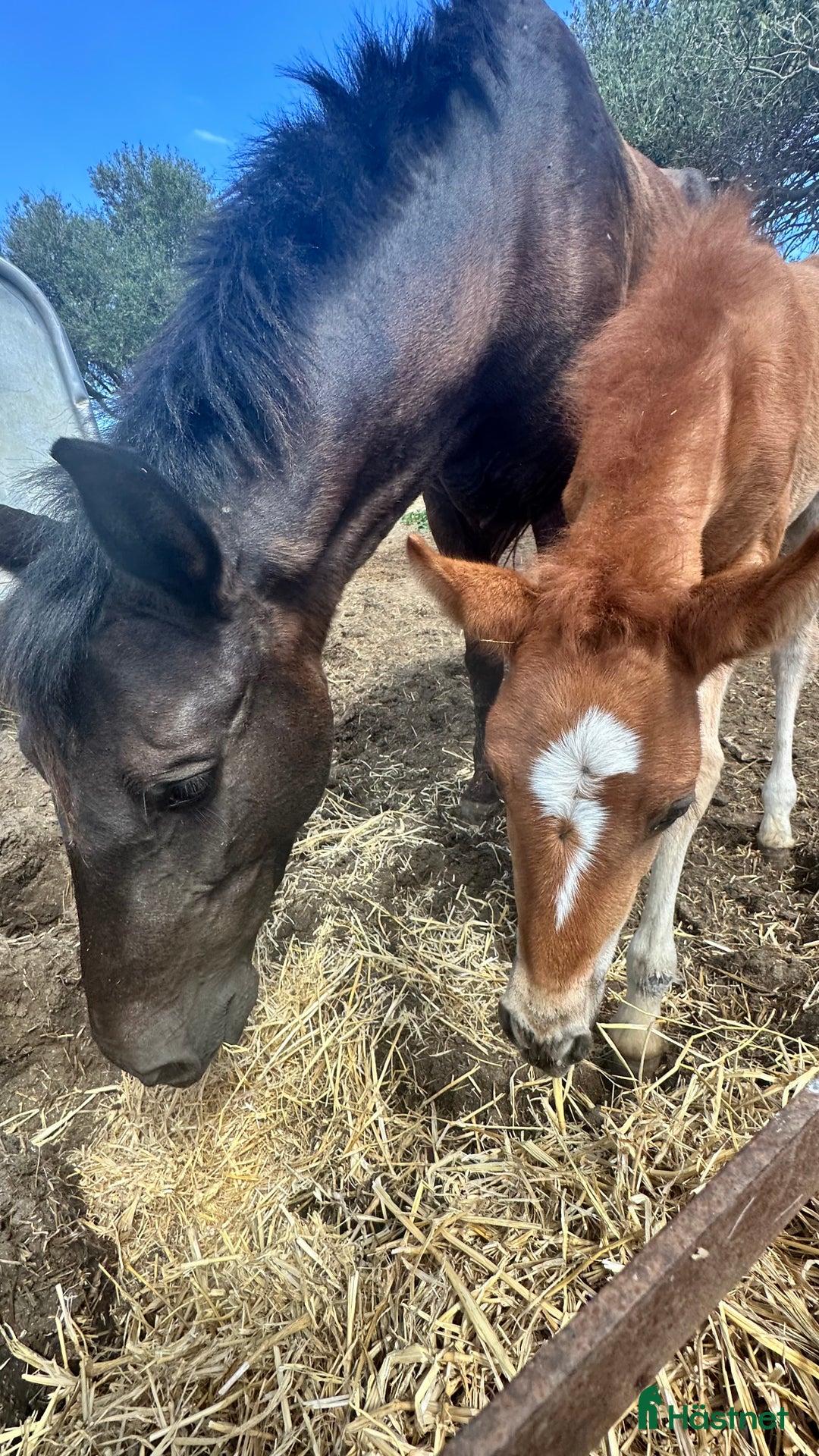 Galleribild {{count}}