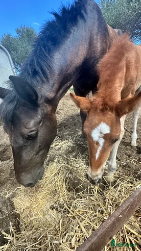 Galleribild {{count}}