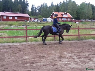 medryttarhäst finnes: Medryttare sökes till halvblodssto i Tullinge i Tullinge - Annons 2