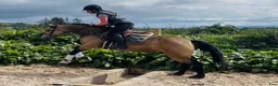 Allround hästar till salu: Easy 148 pony - Annons 4