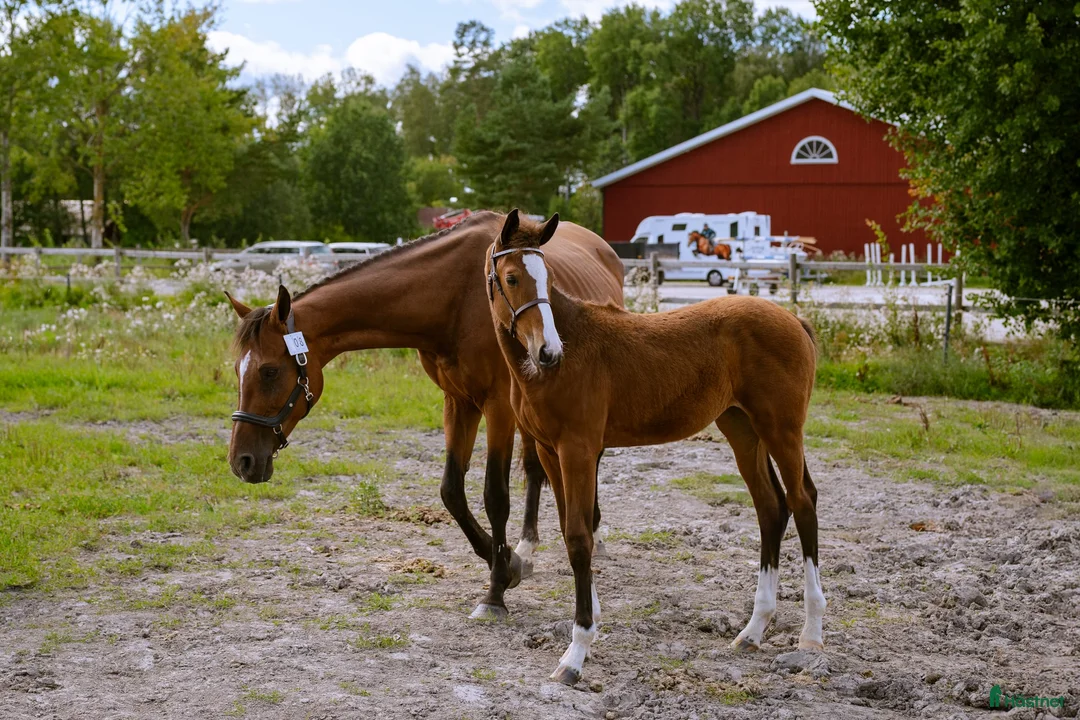 Hoppning hästar till salu: Premiestoföl e. Janeiro de Bieville i Örebro - Annons 3
