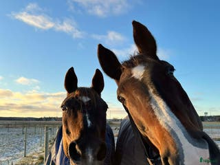 stallplats Vi har lediga boxar! i Skå - Annons 3